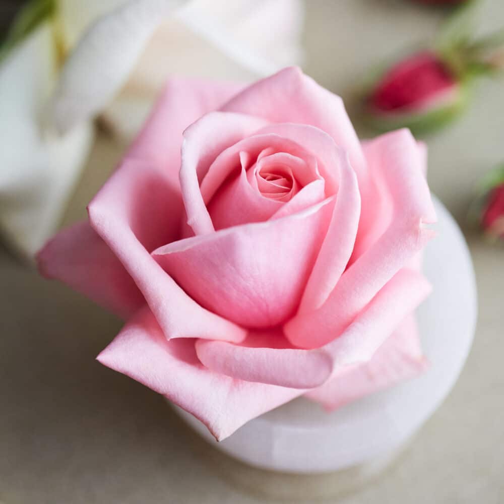 Winter Elixir Tulsi Rose