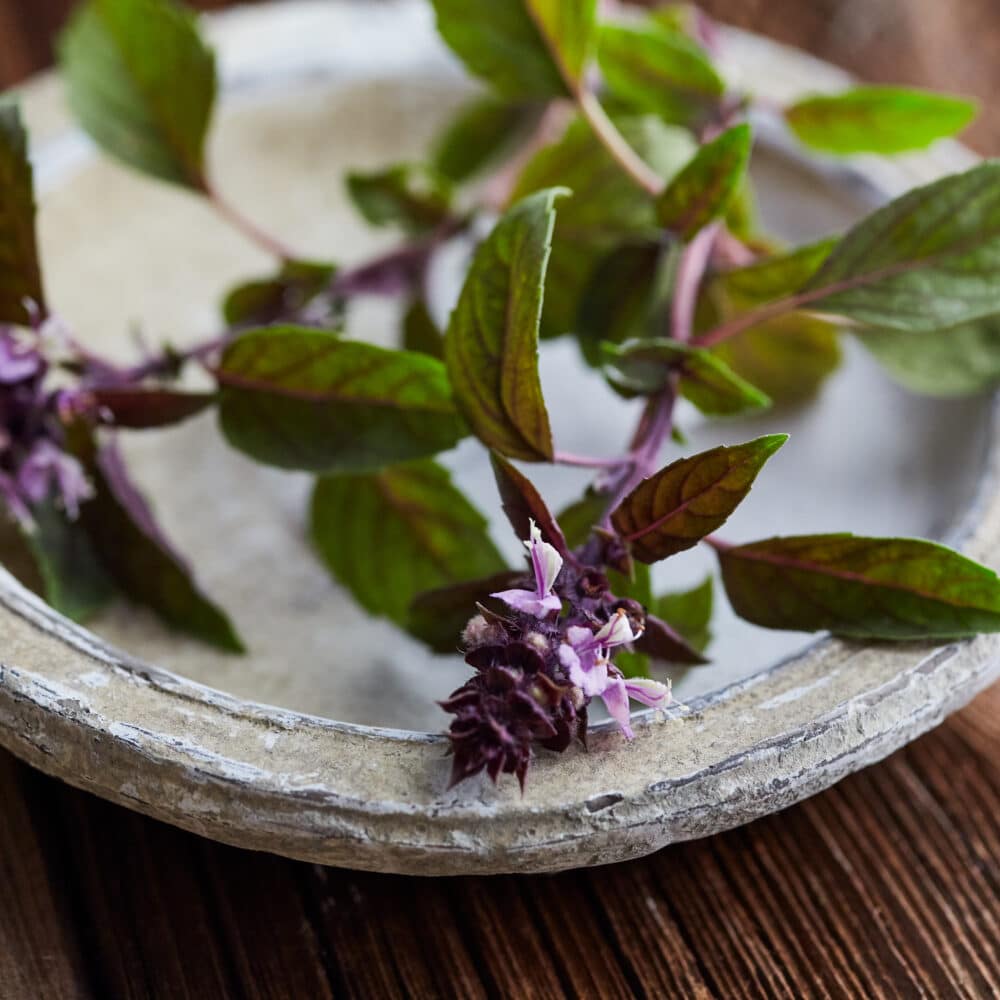 Winter Elixir Tulsi Rose