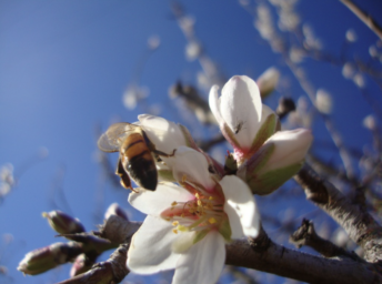 bee pollinating an almond blossom 